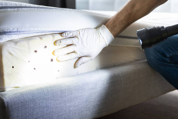 Best Best Pest Control Companies  in Massapequa, NY